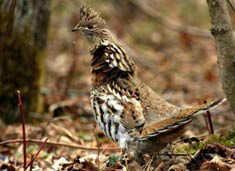 A ruffed grouse standing on a forest floor with brown leaves  