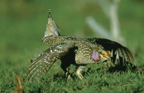 A columbian Sharp-tailed Grouse taking off from a green lawn 