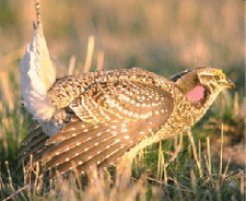 A plains Sharp-tailed Grouse standing in a grassy field 