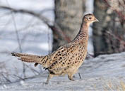 Female Ring-necked Pheasant standing in a snowy forest 