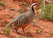 Chukar Partridge standing on red dirt  