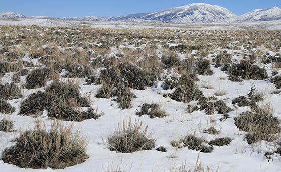 Sagebrush field in snow with mountain in background