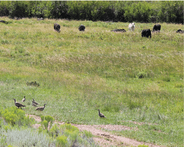 A grassy field with 6 sage-grouse in the foreground and 8 cows in the background 