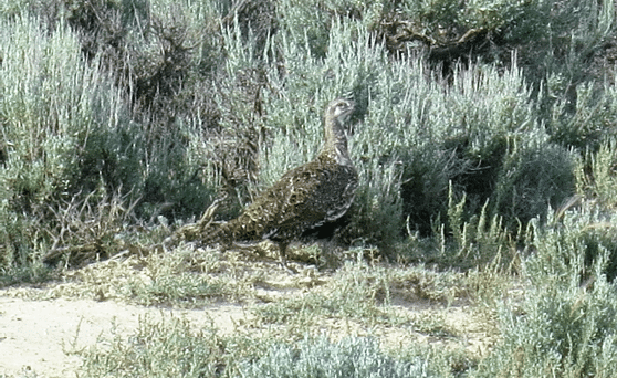 Female sage grouse in front of sage brush
