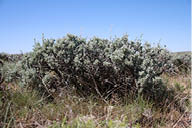 A green spreading sagebrush in a brown grassy field 