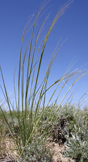 Green needle and thread grass in a green grassy field 