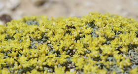 Green foeb with an ant on top of it 