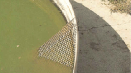 A green water tank with a sage-grouse escape ramp 