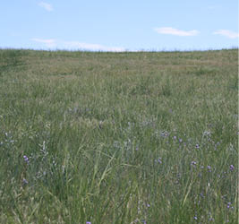 A green grassy field with light purple flowers 