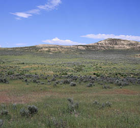 A green grassy field with green sagebrush and a mountain in the background 
