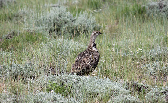 Female sage grouse in prairie grass and sage