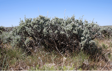 Photo of sage brush with defined screening cover height of grasses and forbs