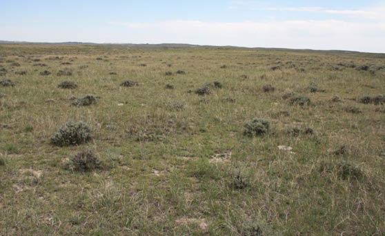 A green grassy prairie with sagebrush scattered over it 
