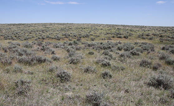 A prairie with green sagebrush scattered over it 