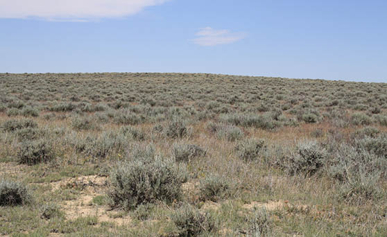 A prairie with green sagebrush scattered over it 