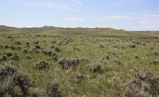 A green  grassy prairie with sagebrush scattered all over it and mountains in the background 