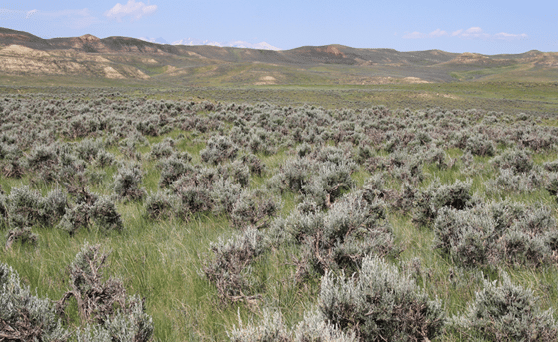 A green  grassy prairie with sagebrush and a mountain range in the background 