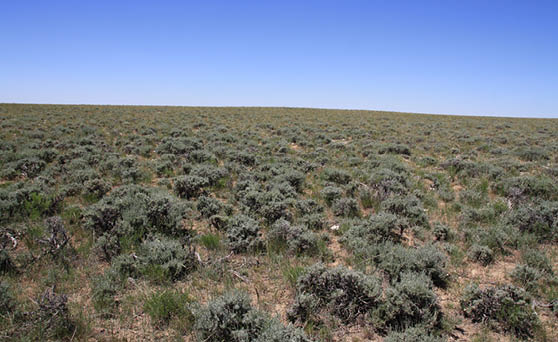 A green prairie with heavy sagebrush cover 