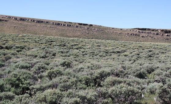 A green prairie with heavy sagebrush cover and a plateau in the background  