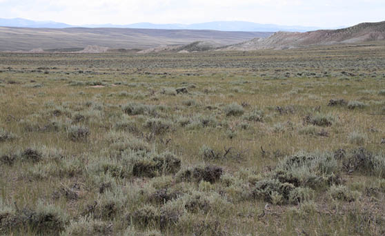 A large prairie with light sagebrush cover and a mountain range in the distant background 