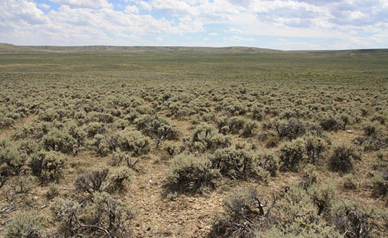 A large green prairie with heavy sagebrush cover 