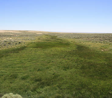 A large grassy field surrounded by sagebrush 