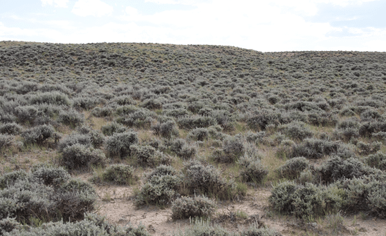 A hilly prairie covered in green sagebrush 