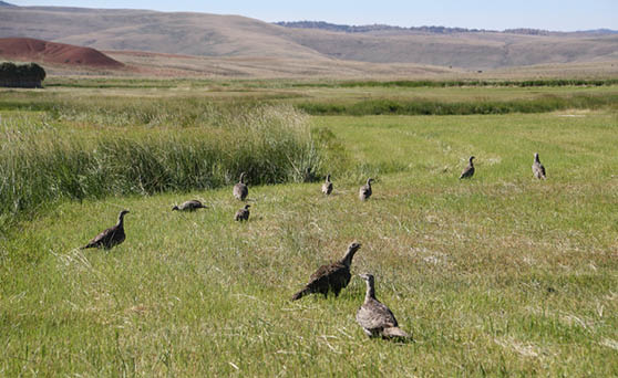 cover photo of sage grouse in hayfield