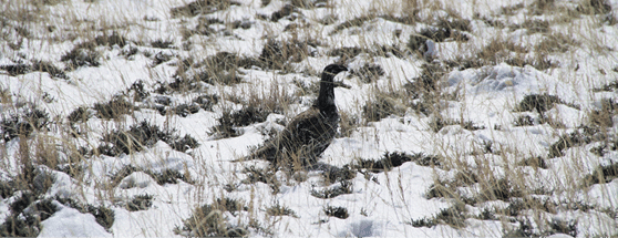 Female sage grouse in prairie with snow