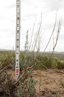 An example of 3 ways to measure sagebrush  