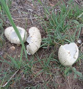 Sage-grouse eggs that were opened by predators  
