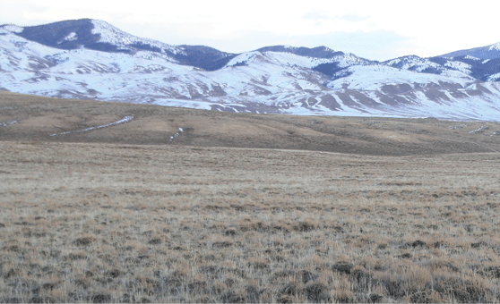 Photo of sage grouse habitat consisting of prairie and sage with snow covered mountains in the background