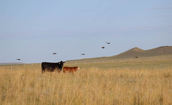 Photo of a cow and calf in tall grass with flying sage grouse