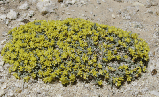 Photo of prairie brush