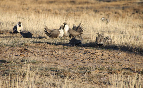 Photo of strutting two male sage grouse with females
