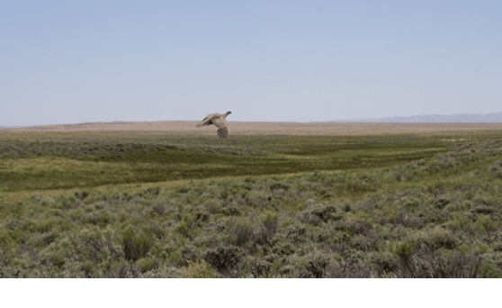 Photo of sage grouse flying over sagebrush prairie