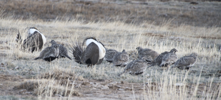 10 sage grouse standing in a grassy field in low saturation 