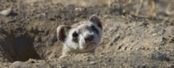 A black-footed ferret peering out of a hole in the ground  