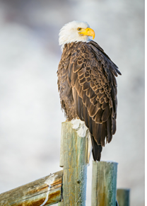 An American bald eagle standing on a fence post 