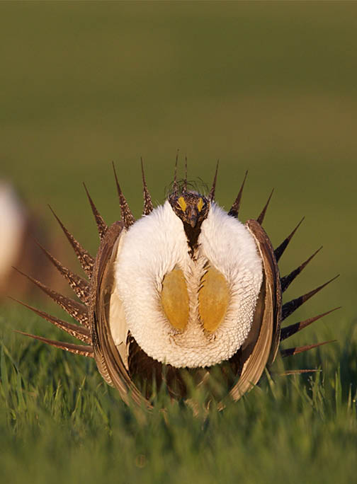 A sage grouse strutting 