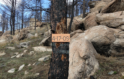 Plot sign hangs on burned treed 