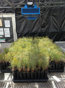 Trays of pine seedlings 