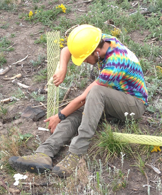 Man sitting on ground placing yellow tree guard  mesh tube  around seedling 