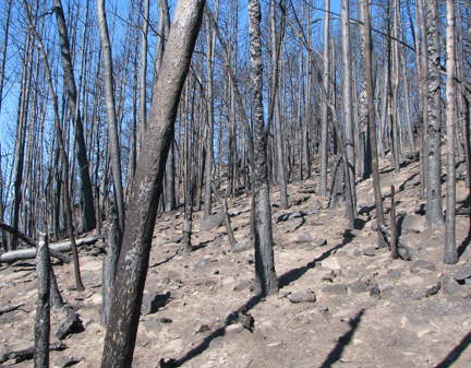 Burned trees standing on ashy  rocky hillside 