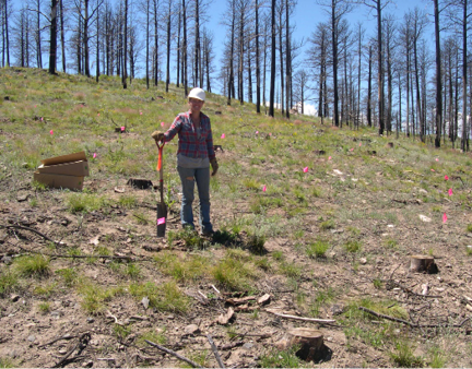 Mollie wearing jeans  flannel shirt  and white hard hat holding a shovel and standing in somewhat grassy clearing on a hillside  Burned pine trees are in the background 