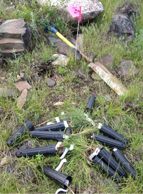 On the ground are several pine seedling in tubes 