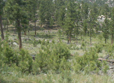 Ponderosa pine trees and green grassy vegetation 