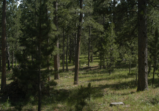 Pine trees and green grassy vegetation 