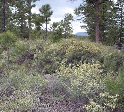 Various age classes of ponderosa pine and antelope bitterbrush 