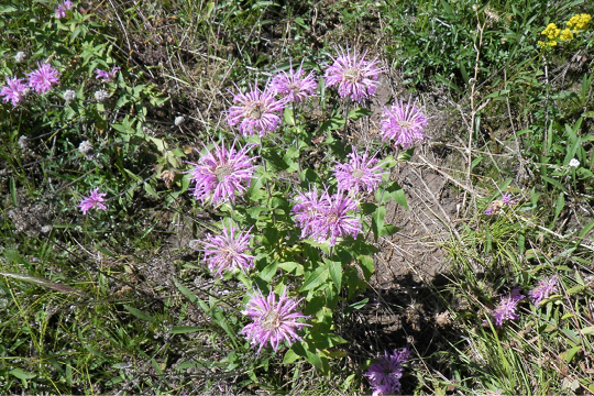 Close-up of purple beebalm flowers 